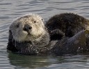 seaotter