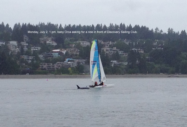 DSC Orca Cat