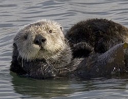 seaotter